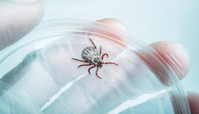 Kene kaynaklı yeni bir virüs keşfedildi! İlk belirtilere dikkat edin