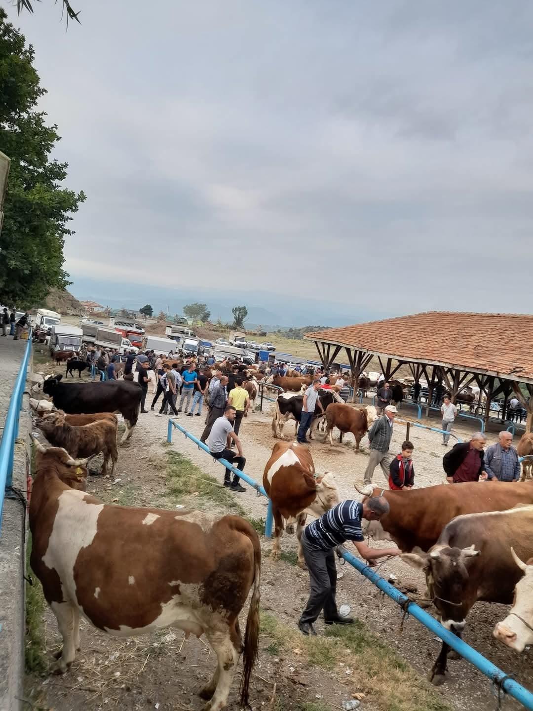 Tosyada-SAP-Tanarantinasin_715269_211610