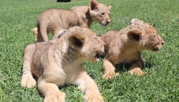Başkan Erdoğan'a sunuldu! 3 yavru doğdu