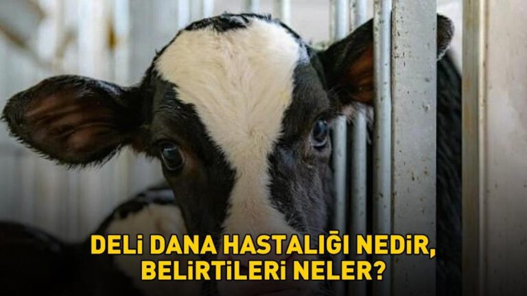 Deli dana hastalığı nedir ve belirtileri nelerdir? Deli dana hastalığı nasıl bulaşır? Ankara'nın ardından Bolu da ortaya çıktı!
